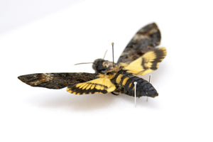Framed Deaths Head Hawk Moth Real Spread Specimen A1 | Acherontia atropos, Museum Entomology Box Frame | 12x9x2 inch (#DH02)