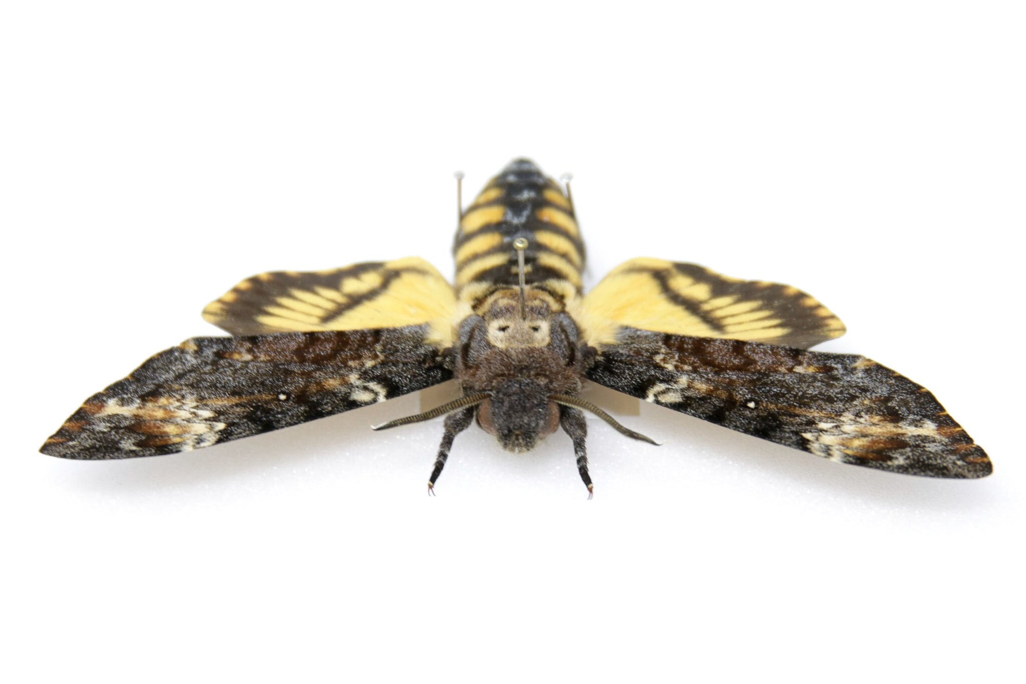 A Framed Deaths Head Hawk Moth Real Spread Specimen A1 | Acherontia atropos, Museum Entomology Box Frame | 12x9x2 inch (#DH01)