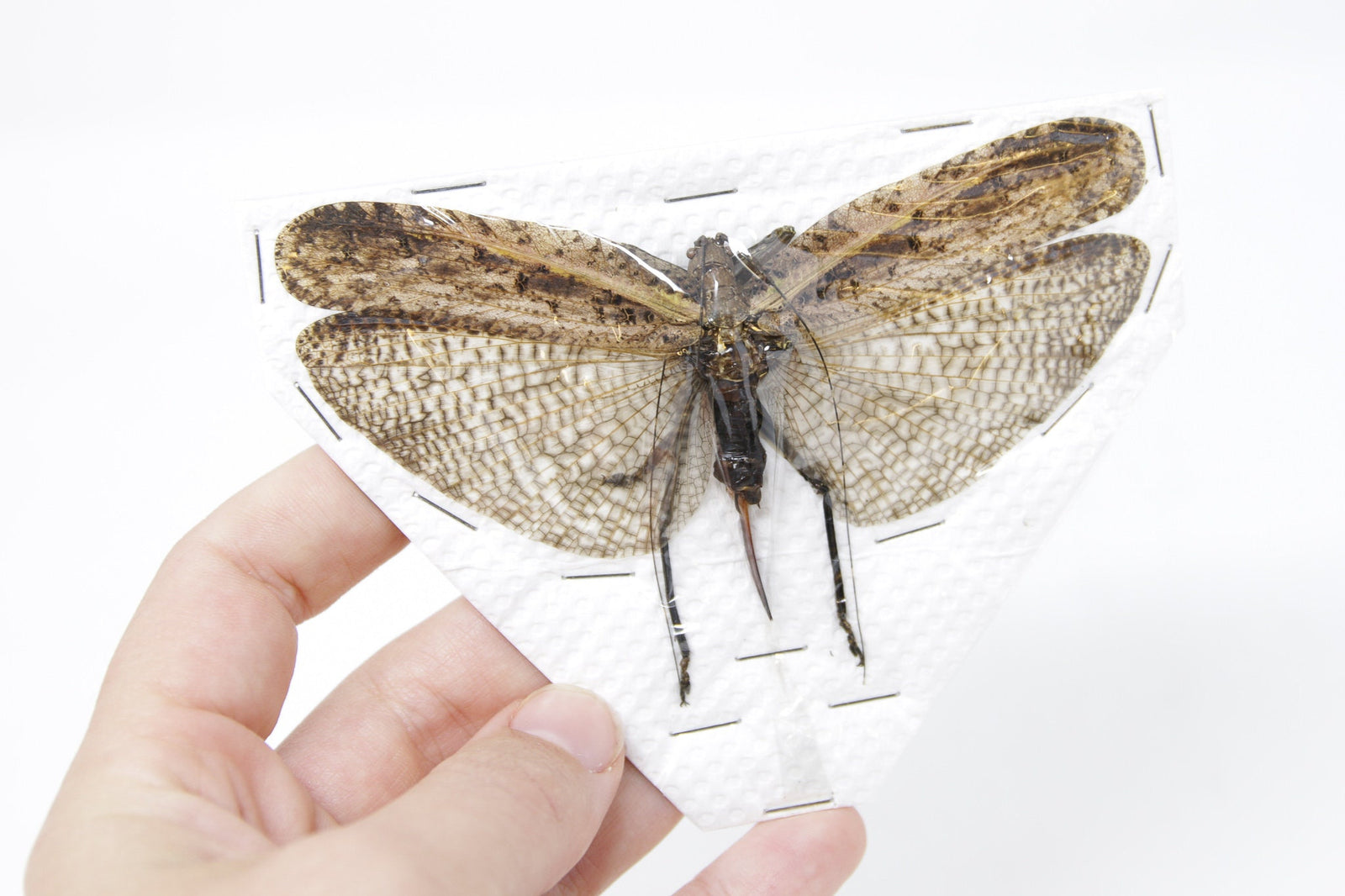 Thailand Forest Katydid (Orthoptera) Real Preserved Specimen, Entomology Taxidermy, Insect Art Supplies