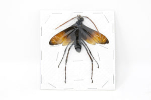 Giant Parasitic Wasp, Real Preserved Specimen, Entomology Taxidermy, Insect Art Supplies (SKU#HY03)