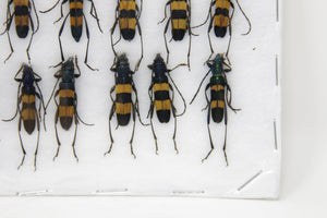 Insect Specimen Collection, Thailand 2021 (Various Coleoptera) SET#AI03