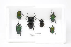 Real Entomology Beetles A2 'SECONDS' (#SE29)