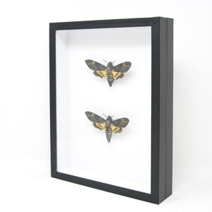 Framed Pair of Deaths Head Hawk Moths, Real Spread Specimens A1 | Acherontia atropos, Museum Entomology Box Frame | 12x9x2 inch (#DH09)