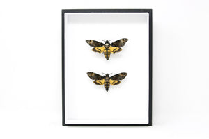 TWO Deaths Head Hawk Moths, Real Spread Specimens A1 | Acherontia atropos & lachesis, Museum Entomology Box Frame | 12x9x2 inch (#DH08)