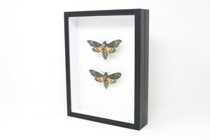 TWO Deaths Head Hawk Moths, Real Spread Specimens A1 | Acherontia atropos & lachesis, Museum Entomology Box Frame | 12x9x2 inch (#DH08)