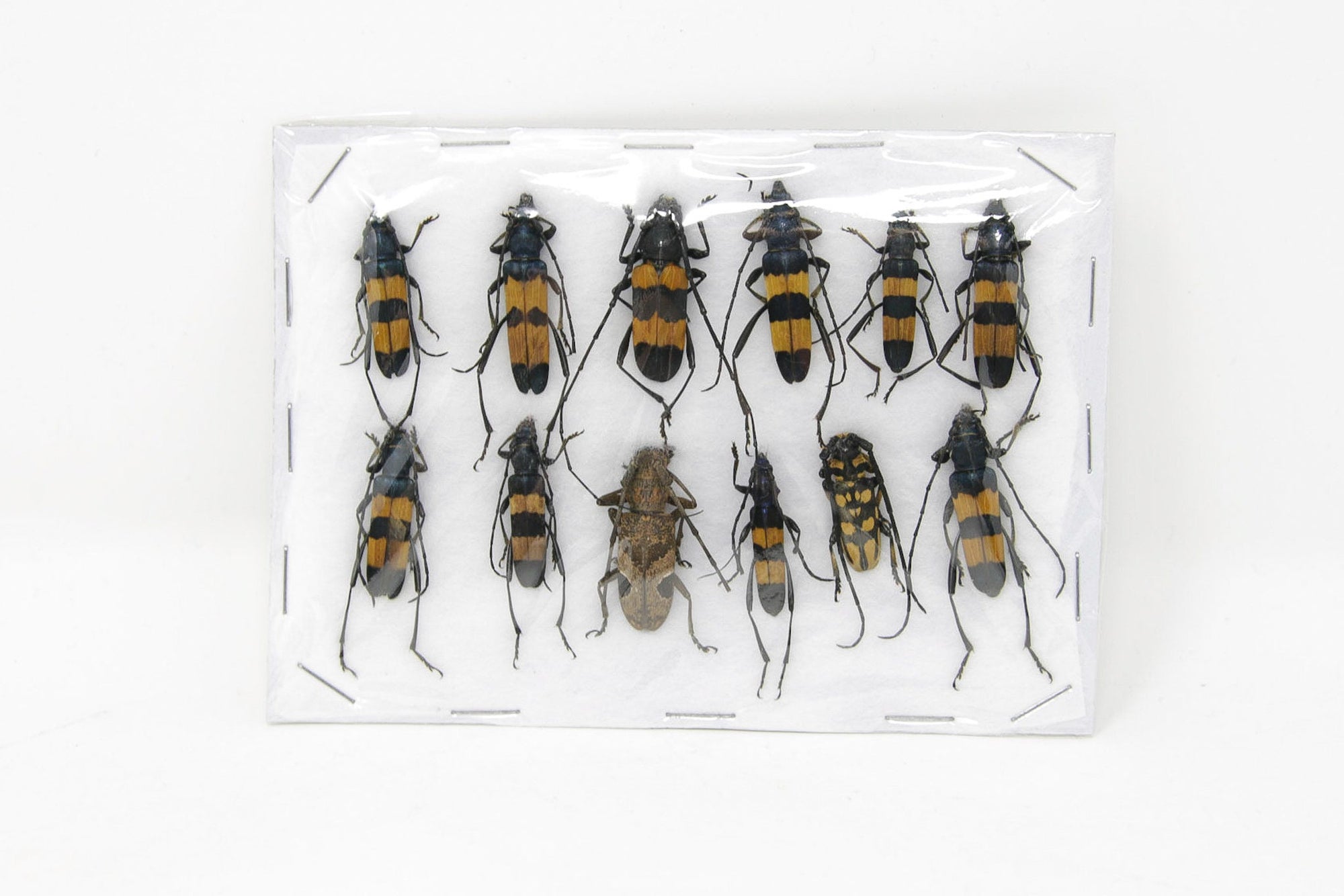 Insect Specimen Collection, Thailand 2021 (Various Coleoptera) SET#AI05
