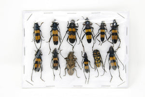 Insect Specimen Collection, Thailand 2021 (Various Coleoptera) SET#AI05