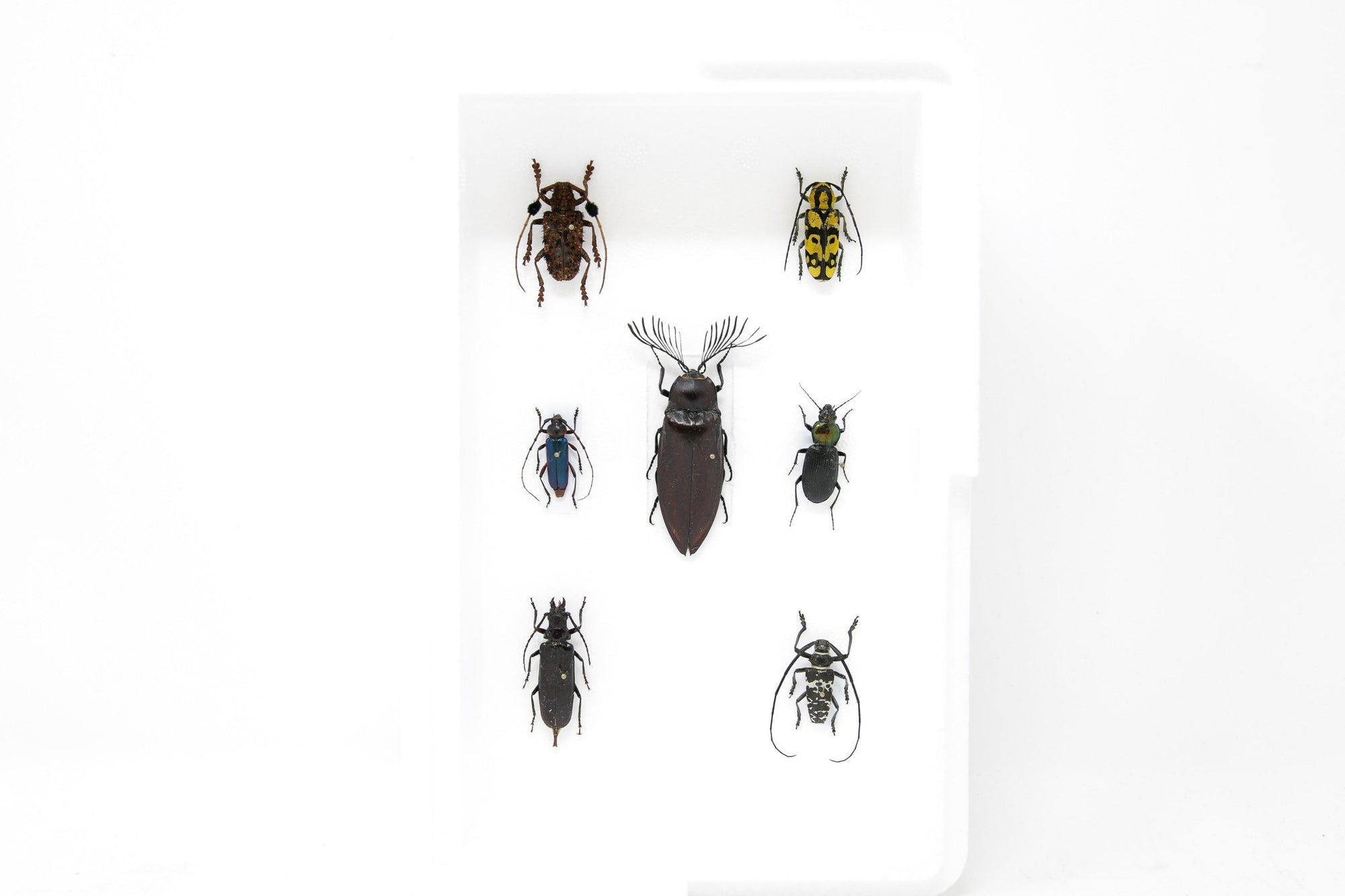Taxidermy Dried Beetle Collection (Coleoptera) Inc. Scientific Collection Data, A1 Quality, Entomology, Real Insect Specimens #31