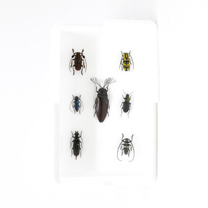 Taxidermy Dried Beetle Collection (Coleoptera) Inc. Scientific Collection Data, A1 Quality, Entomology, Real Insect Specimens #31