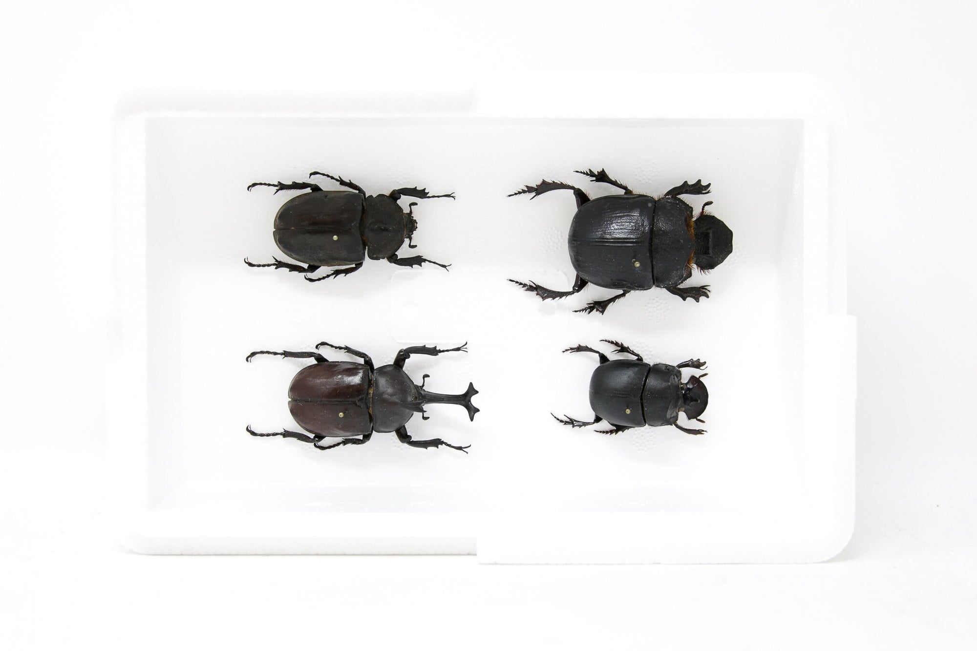 Giant Scarabs & Rhino Beetles Collection, Inc. Scientific Collection Data, A1 Quality, Entomology, Real Insect Specimens (#16)