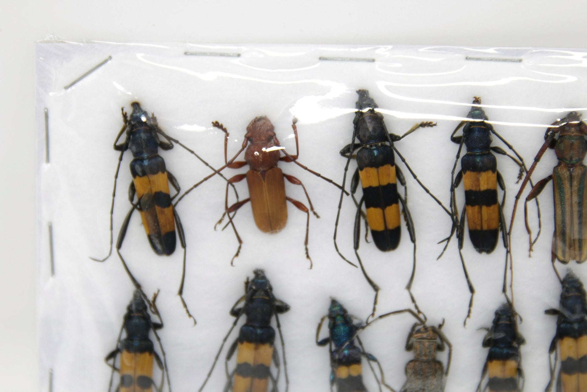 Insect Specimen Collection, Thailand 2021 (Various Coleoptera) SET#AI07