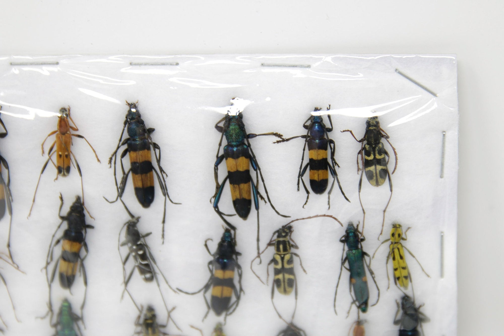 Insect Specimen Collection, Thailand 2021 (Various Coleoptera) SET#AI09