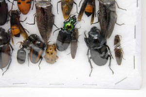 Insect Specimen Collection, Thailand 2021 (Various Coleoptera) SET#AI11