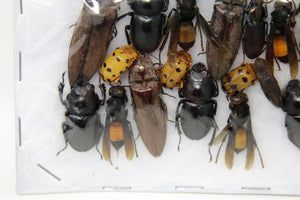Insect Specimen Collection, Thailand 2021 (Various Coleoptera) SET#AI13