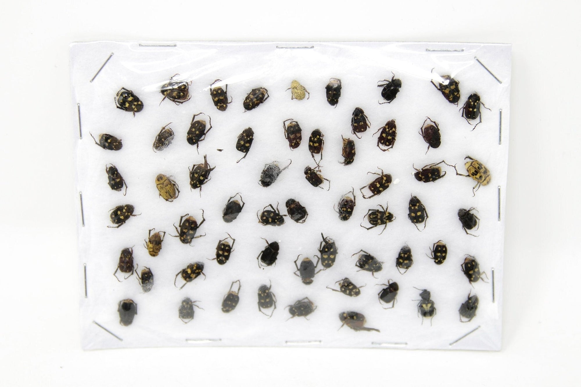 Insect Specimen Collection, Thailand 2021 (Various Coleoptera) SET#AI14