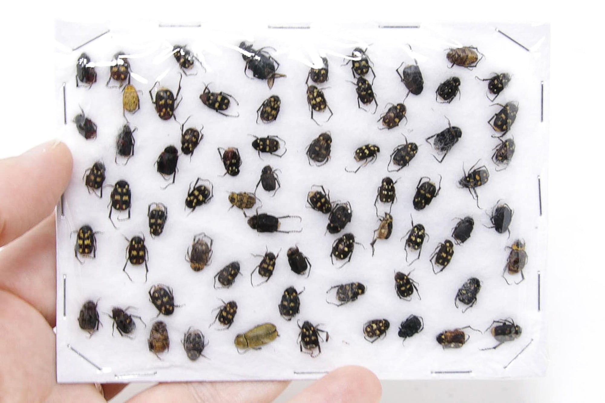 Insect Specimen Collection, Thailand 2021 (Various Coleoptera) SET#AI18