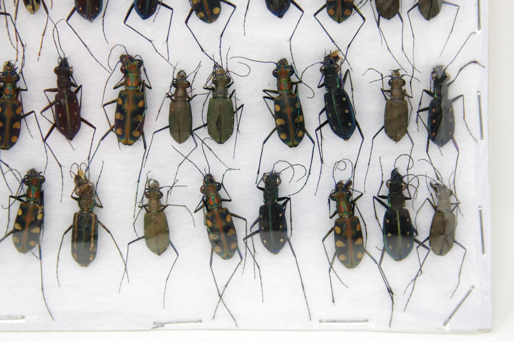 Insect Specimen Collection, Thailand 2021 (Various Coleoptera) SET#AI19