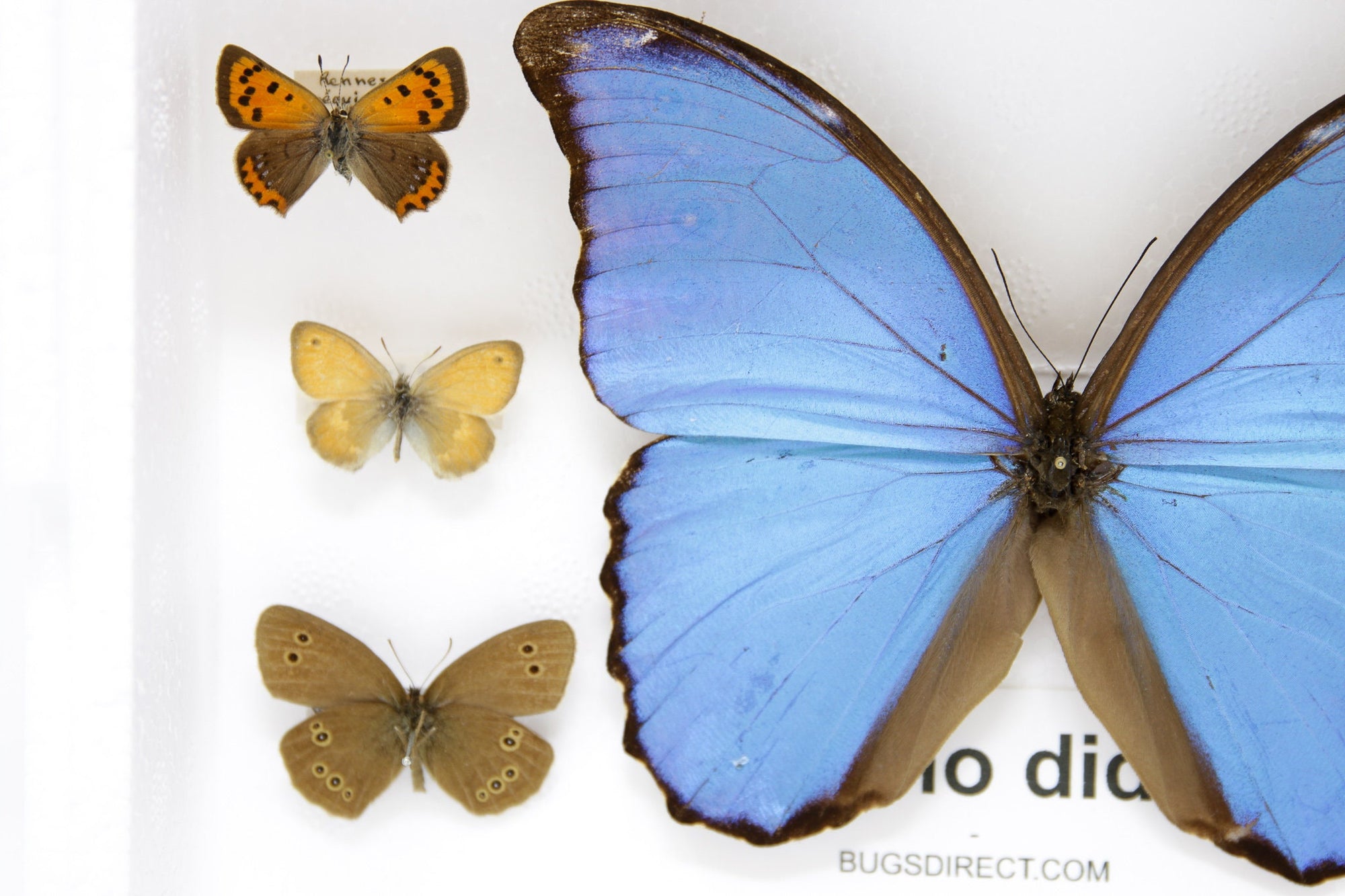Blue Morpho & Assorted Butterflies, A1 Quality, Entomology, Real Lepidoptera Specimens #SE54