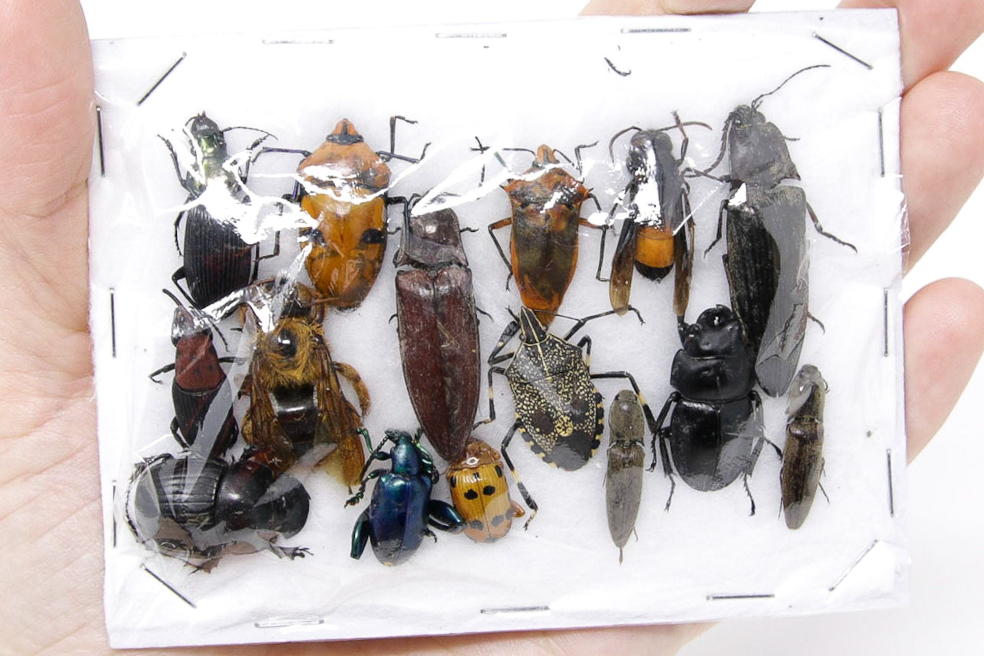 Insect Specimen Collection, Thailand 2021 (Various Coleoptera) SET#AI20