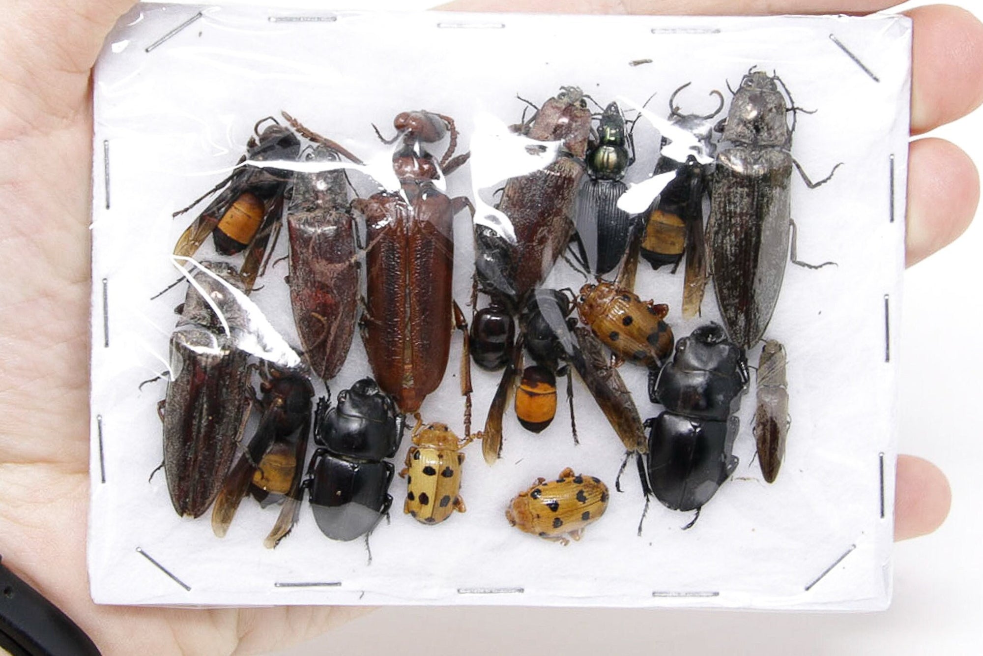 Insect Specimen Collection, Thailand 2021 (Various Coleoptera) SET#AI21