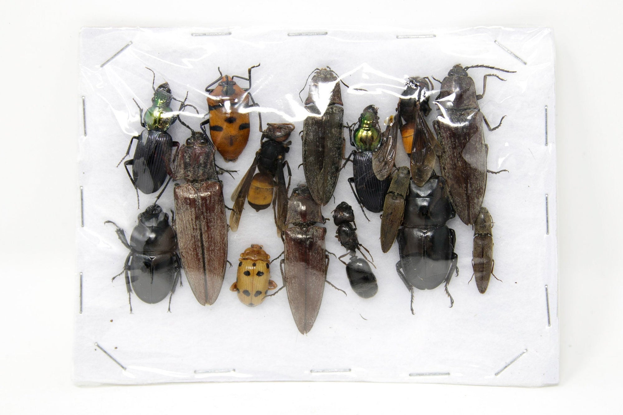 Insect Specimen Collection, Thailand 2021 (Various Coleoptera) SET#AI22
