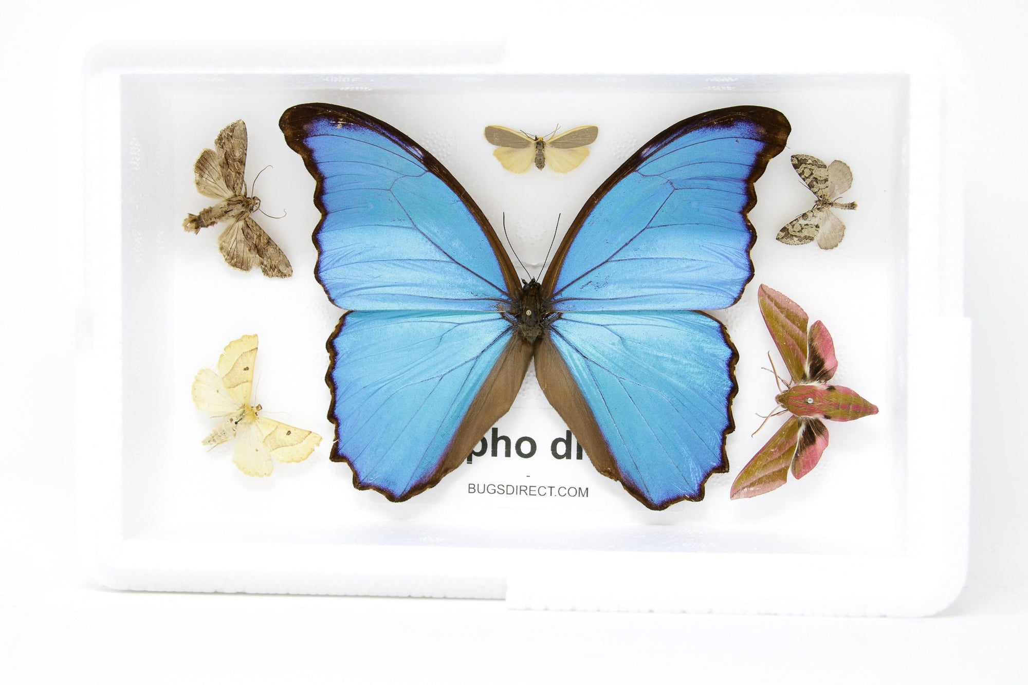 Blue Morpho & Assorted Butterflies, A1 Quality, Entomology, Real Lepidoptera Specimens #SE57