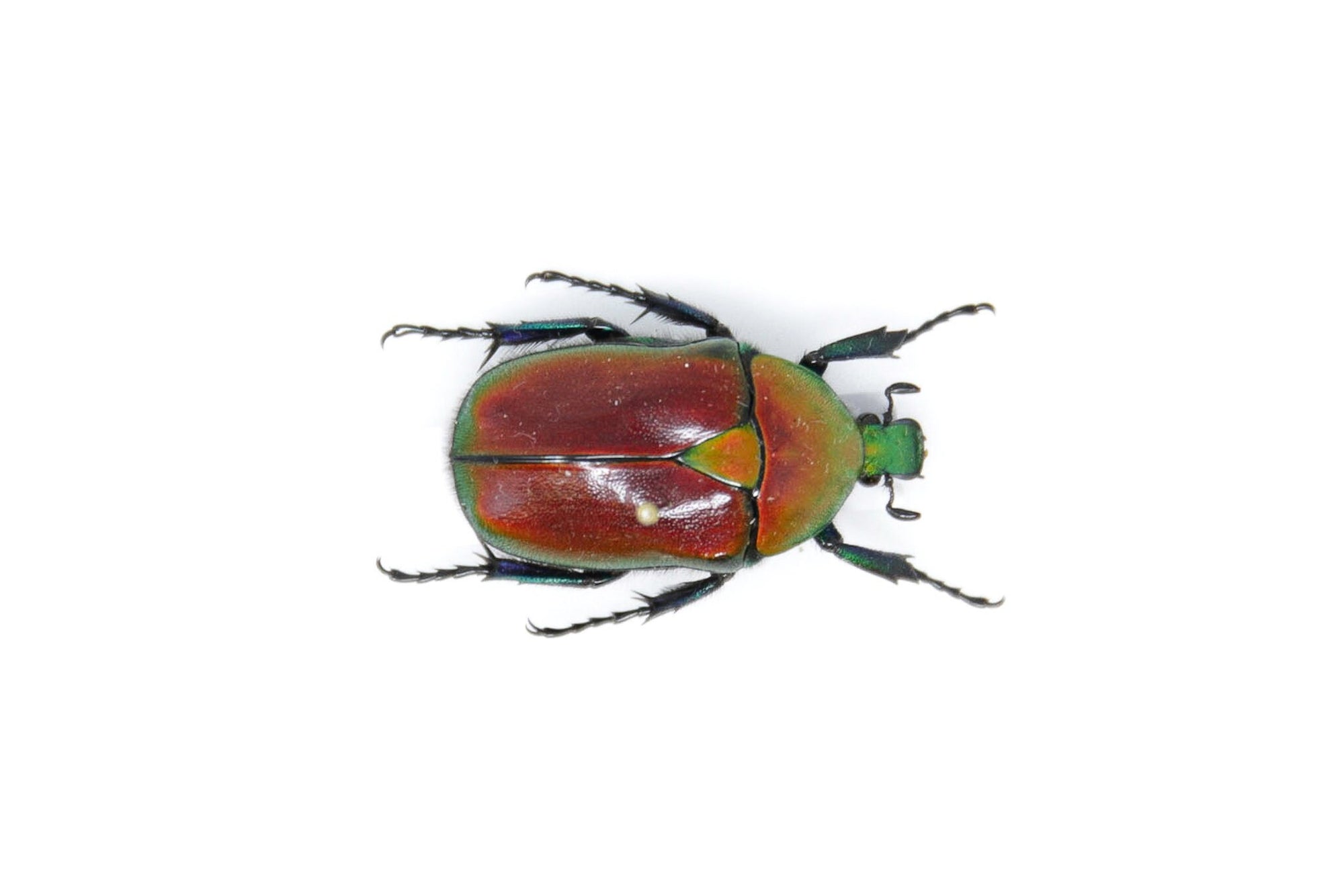 Torynorrhina flammea 30.7mm Thailand, A1 Real Beetle Pinned Set Specimen, Entomology Taxidermy #OC48