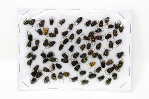 Insect Specimen Collection, Thailand 2021 (Various Coleoptera) SET#AI24