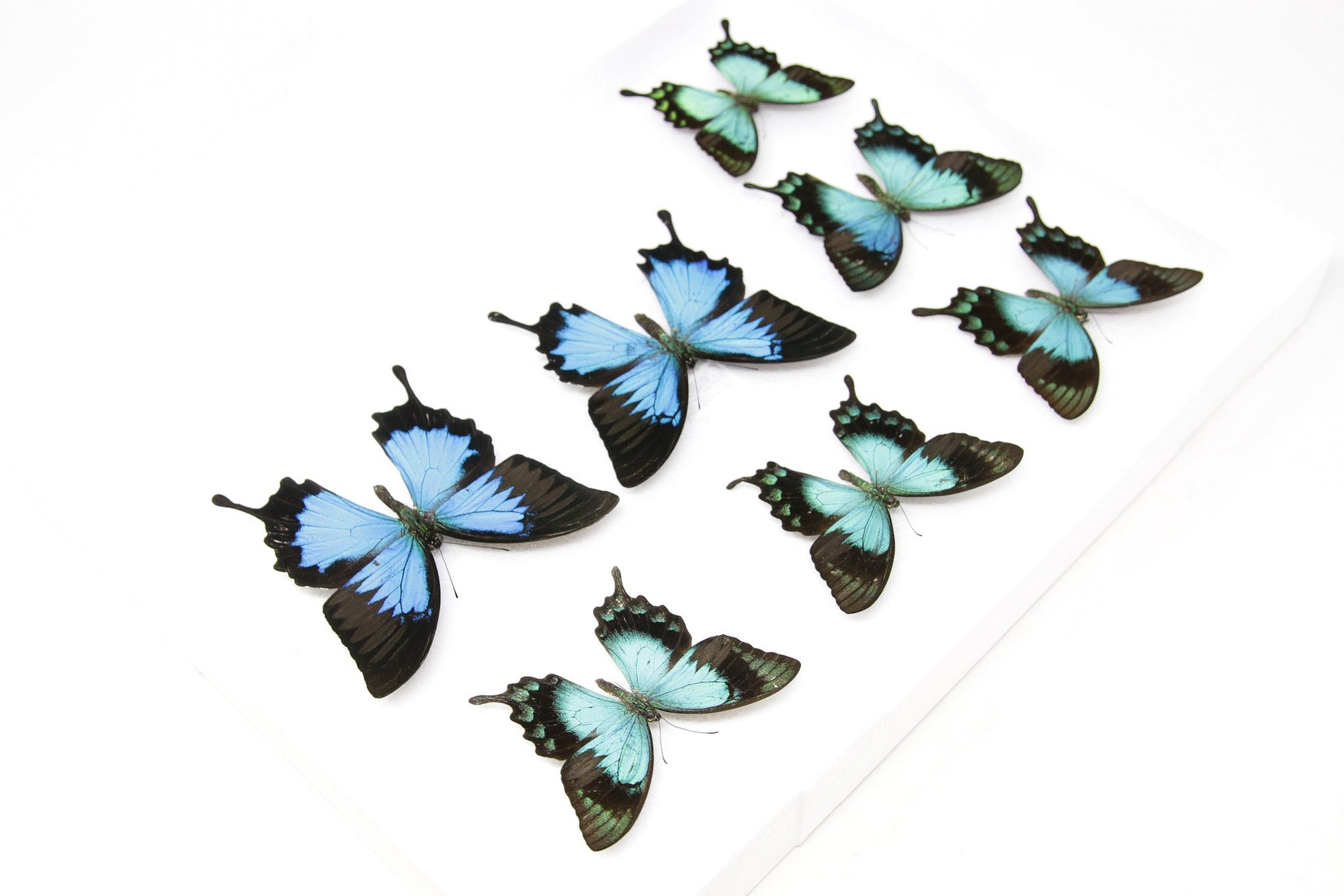 SECONDS (A-/A2) A Collection of Papilio Swallowtail Butterflies, Pinned Spread Entomology Taxidermy Specimens
