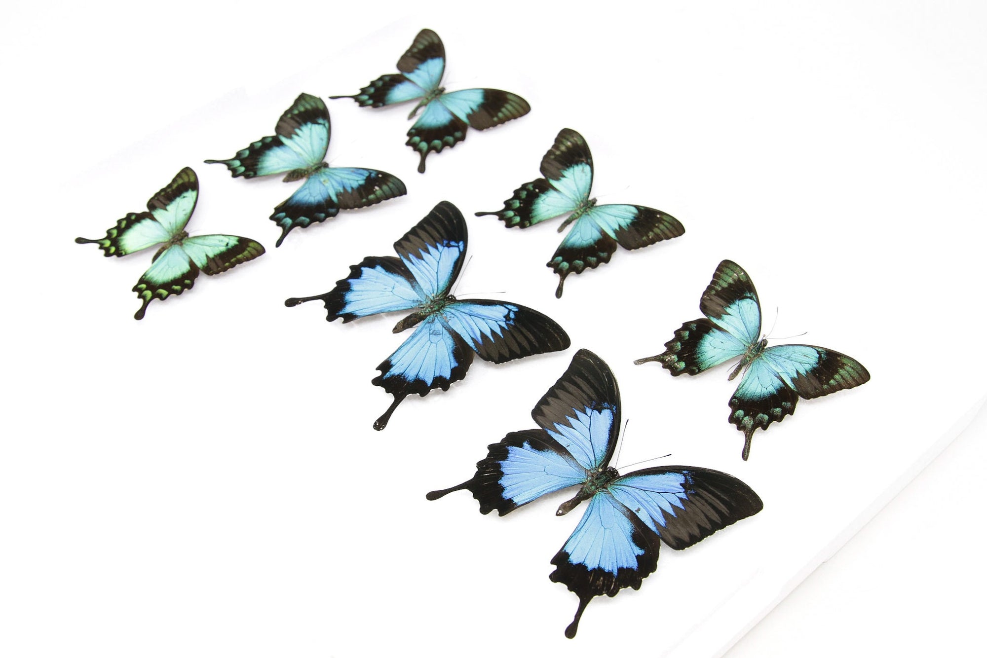 SECONDS (A-/A2) A Collection of Papilio Swallowtail Butterflies, Pinned Spread Entomology Taxidermy Specimens