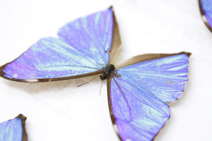 SECONDS (A-/A2) A Collection of Blue Morpho Butterflies, Pinned Spread Entomology Taxidermy Specimens