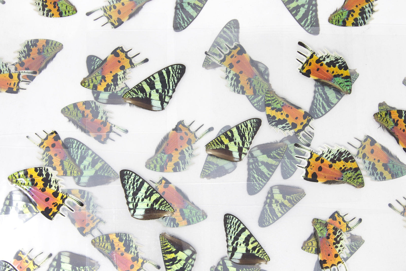 Laminated Sheets (16 WINGS) Chrysiridia rhipheus Real Sunset Moths Butterfly Wings | Glossy 150 microns