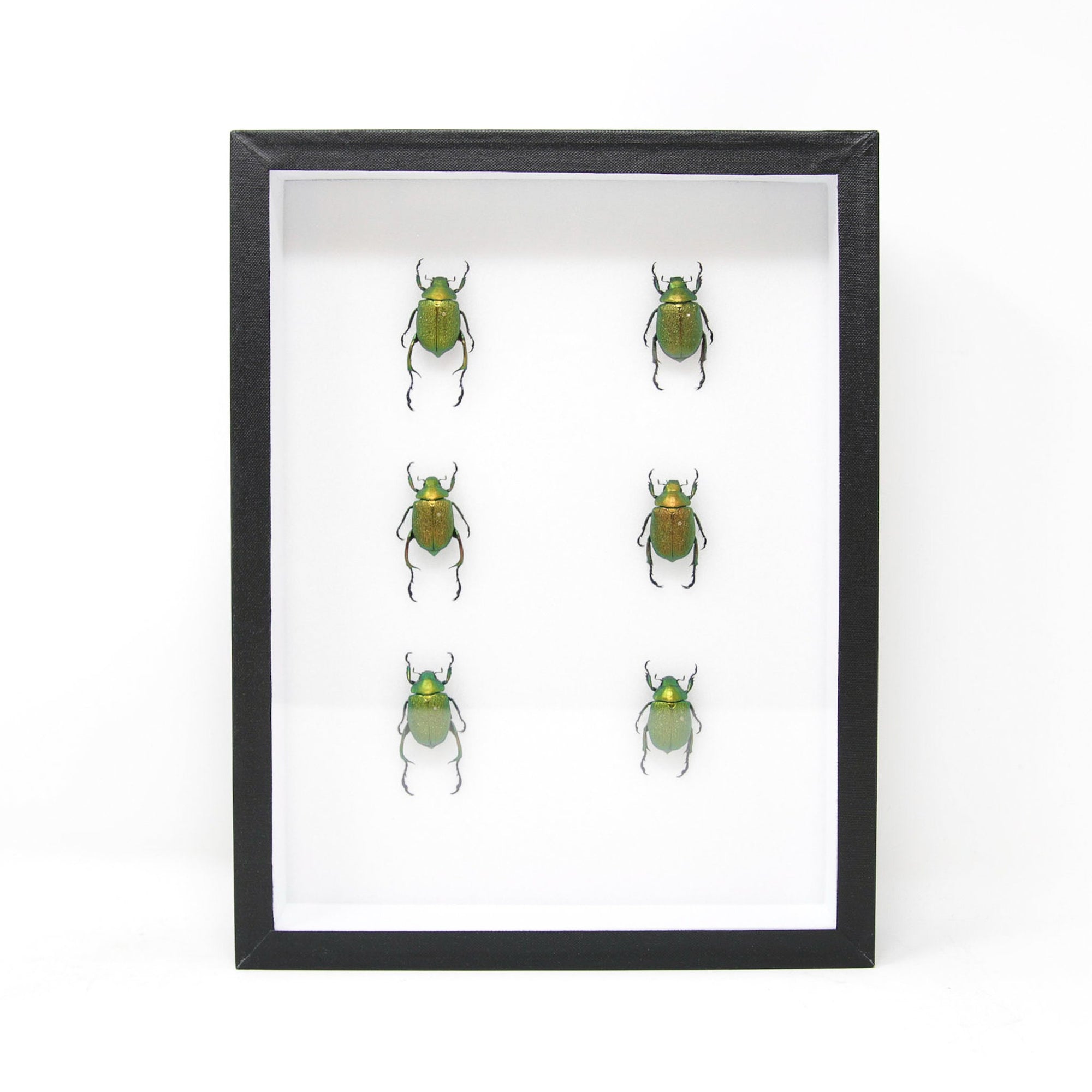 Chrysophora chrysochlora | Real Green Beetle Specimens A1 | Museum Entomology Box Frame | 12x9x2 inc