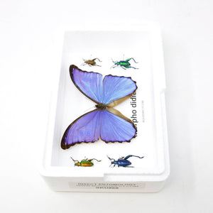Blue Morpho & Assorted Butterflies, A1 Quality, Entomology, Real Lepidoptera Specimens #SE68