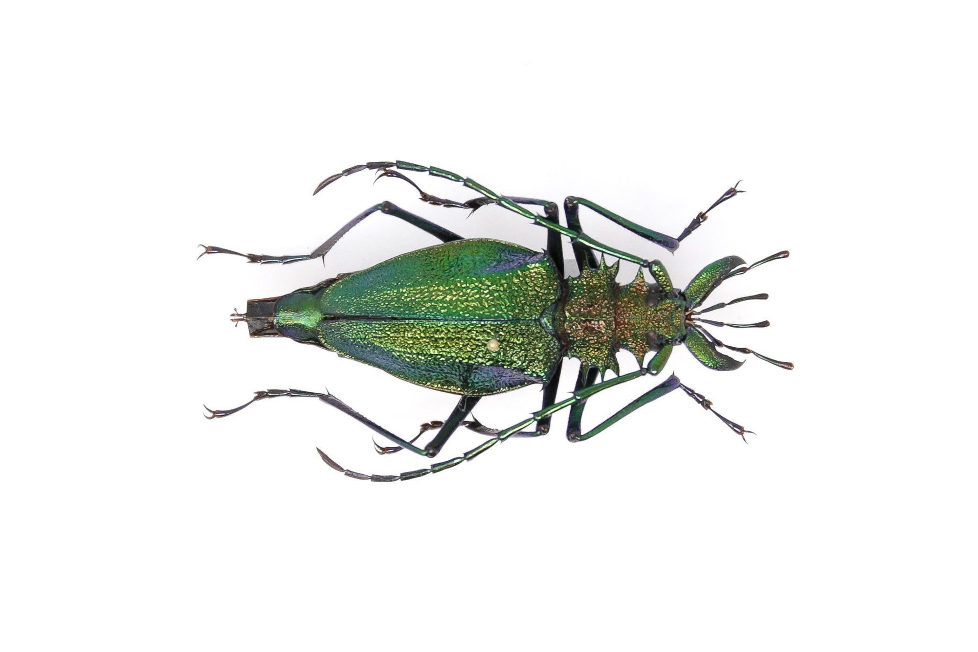 Psalidognathus friendii FEMALE Colombia, A1 Entomology Set Pinned Real Beetle Specimen