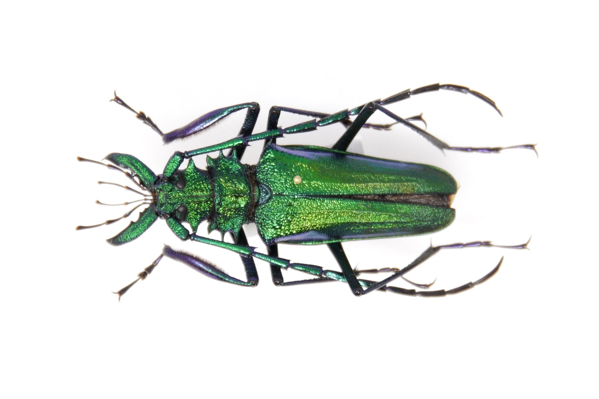 Psalidognathus friendii MALE Colombia, A1 Entomology Set Pinned Real Beetle Specimen
