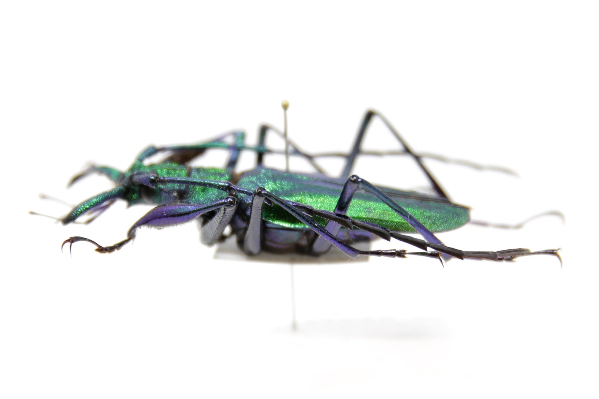 Psalidognathus friendii MALE Colombia, A1 Entomology Set Pinned Real Beetle Specimen