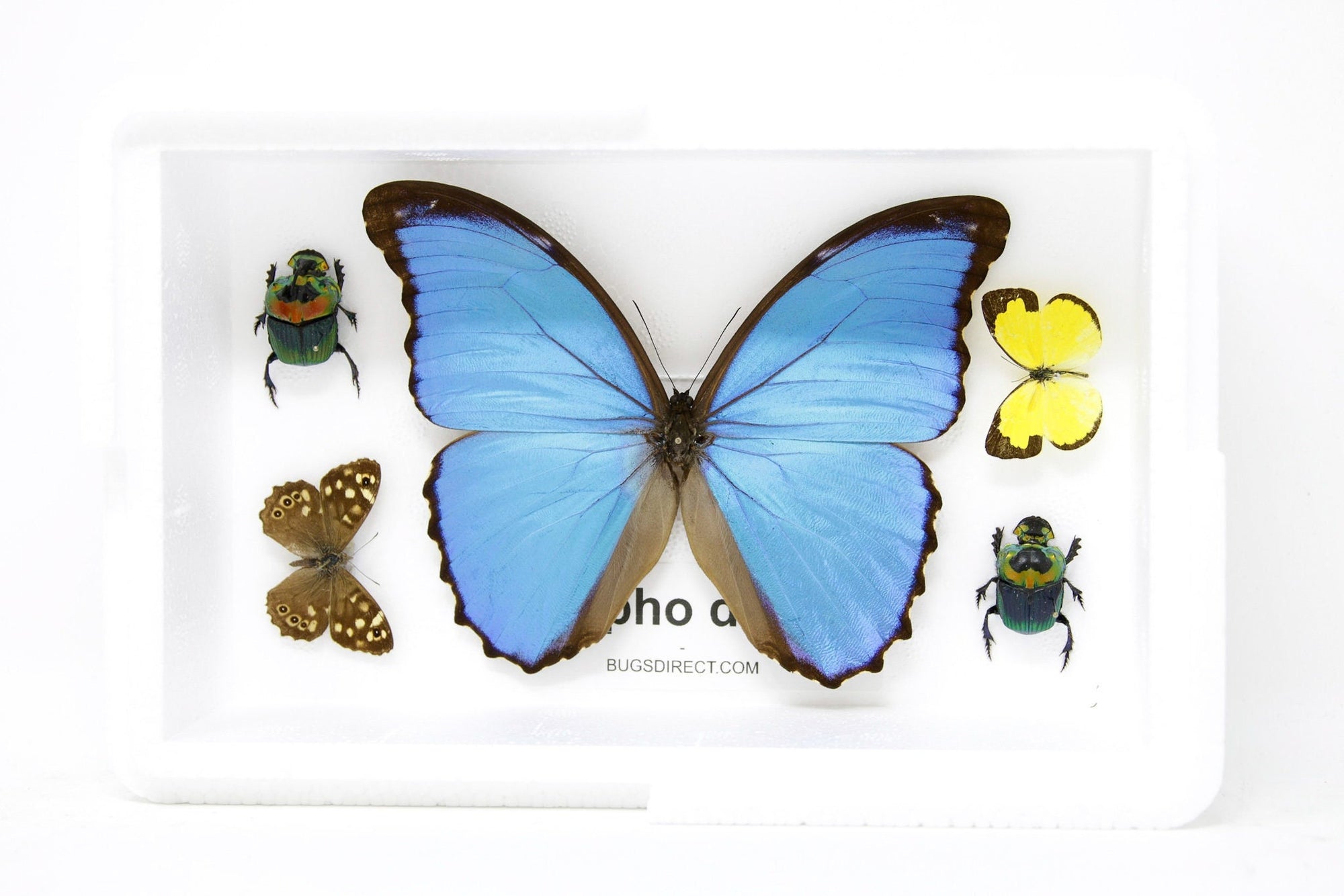 South American Giant Blue Morpho Butterfly and other Butterflies, Moths, Beetles, A1 Quality, Entomology, Real Taxidermy Specimens #SE64