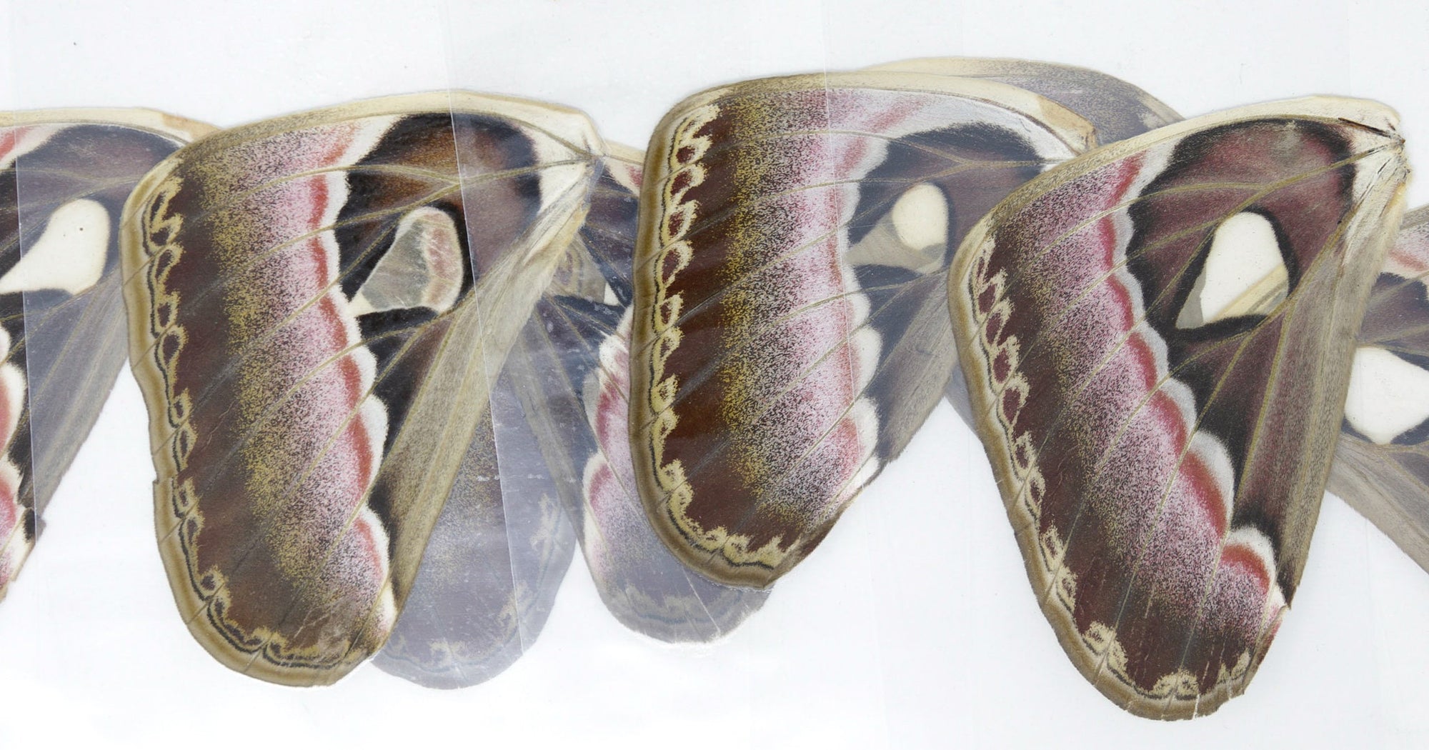 Laminated Sheets of Real Giant Atlas Moth Wings 8 PCS, Various Sizes | A4 Glossy 150 microns 216x303mm