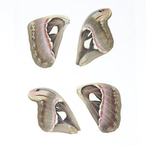 Laminated Sheets of Real Giant Atlas Moth Wings 8 PCS, Various Sizes | A4 Glossy 150 microns 216x303mm