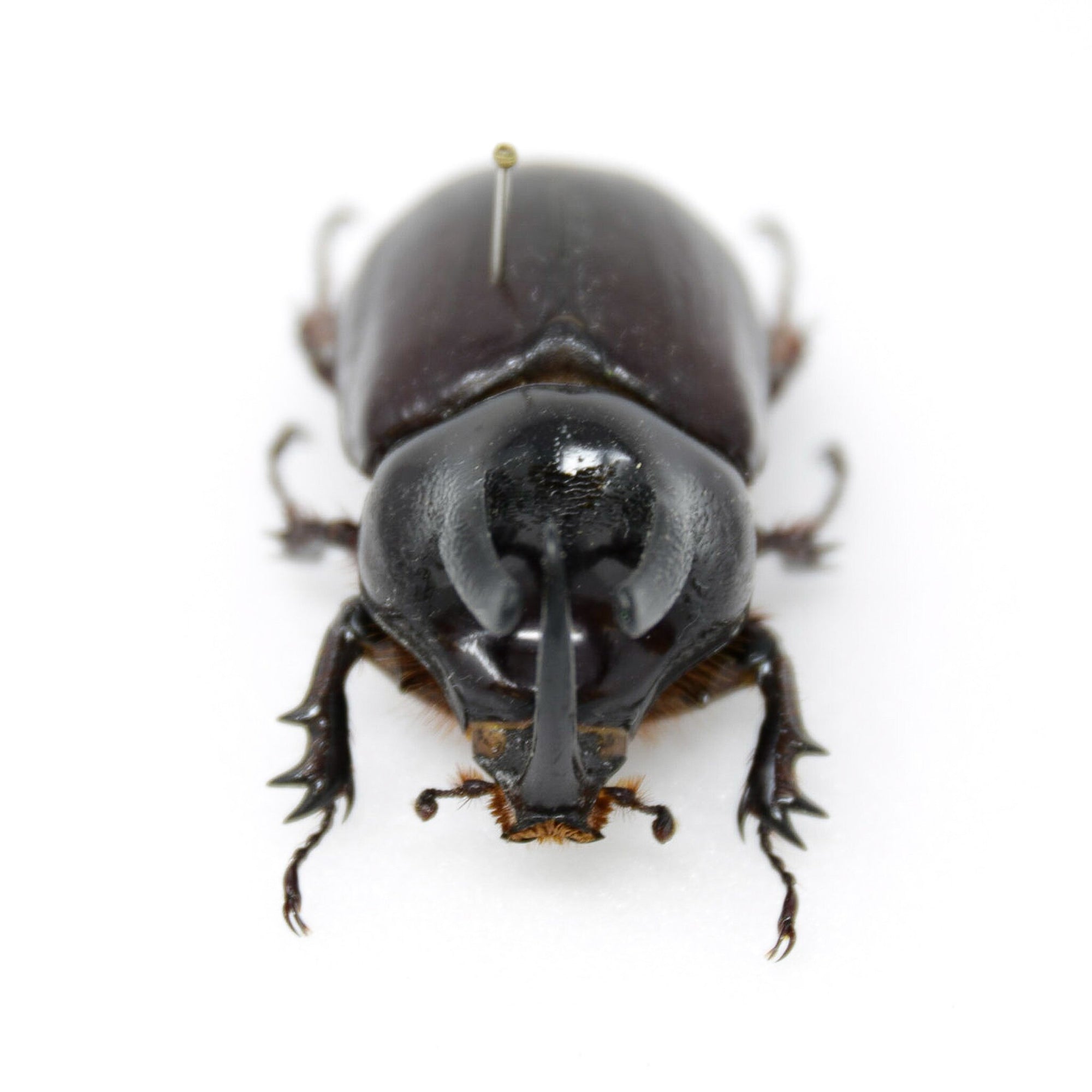 Scapanes australis, A1 Real Beetle Specimen, Entomology Taxidermy #OC01