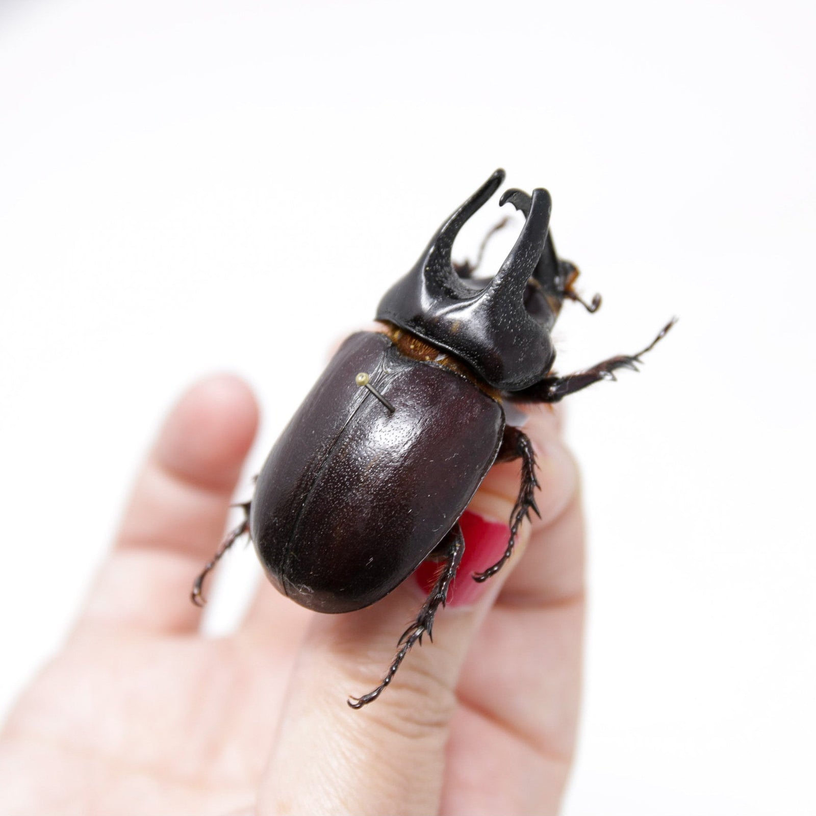 Scapanes australis, A1 Real Beetle Specimen, Entomology Taxidermy #OC01
