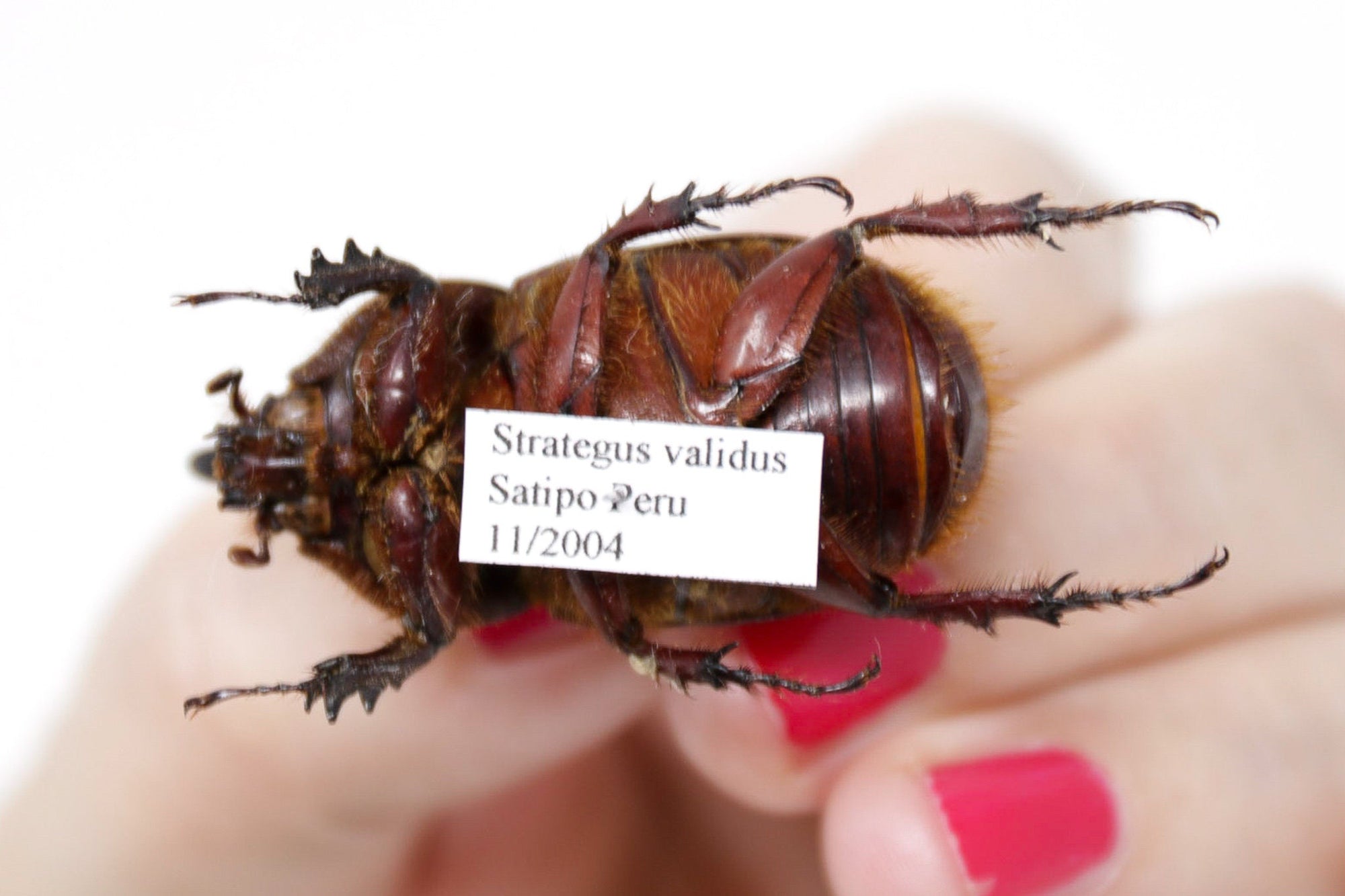 Strategus validus, A1 Real Beetle Specimen, Entomology Taxidermy #OC03