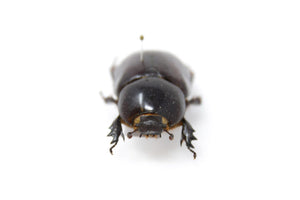 Oryctoderus latitaris, PNG, A1 Real Beetle Specimen, Entomology Taxidermy #OC05