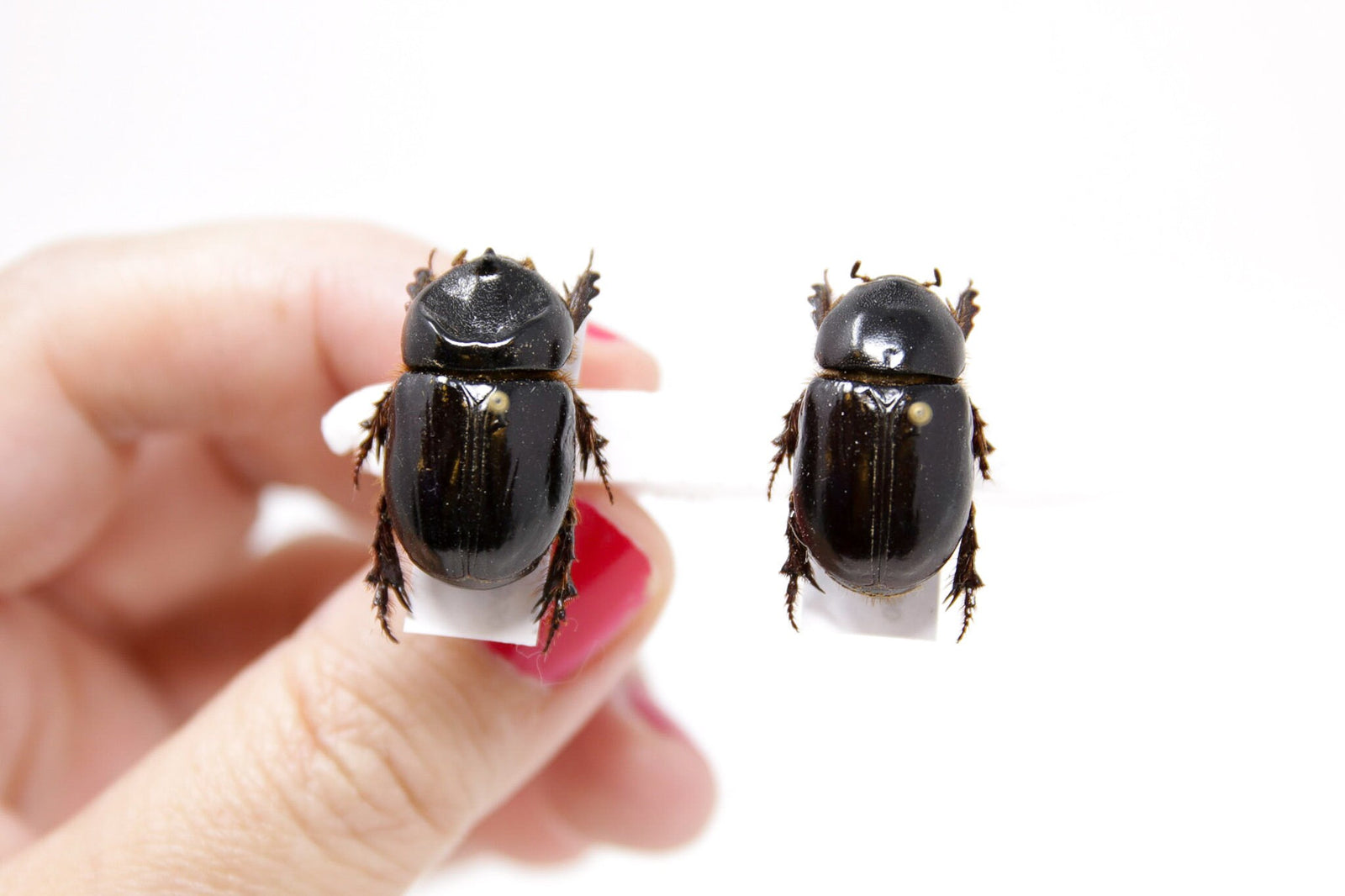 PAIR Cheiroplatys excavates, A1 Real Beetle Specimen, Entomology Taxidermy #OC06