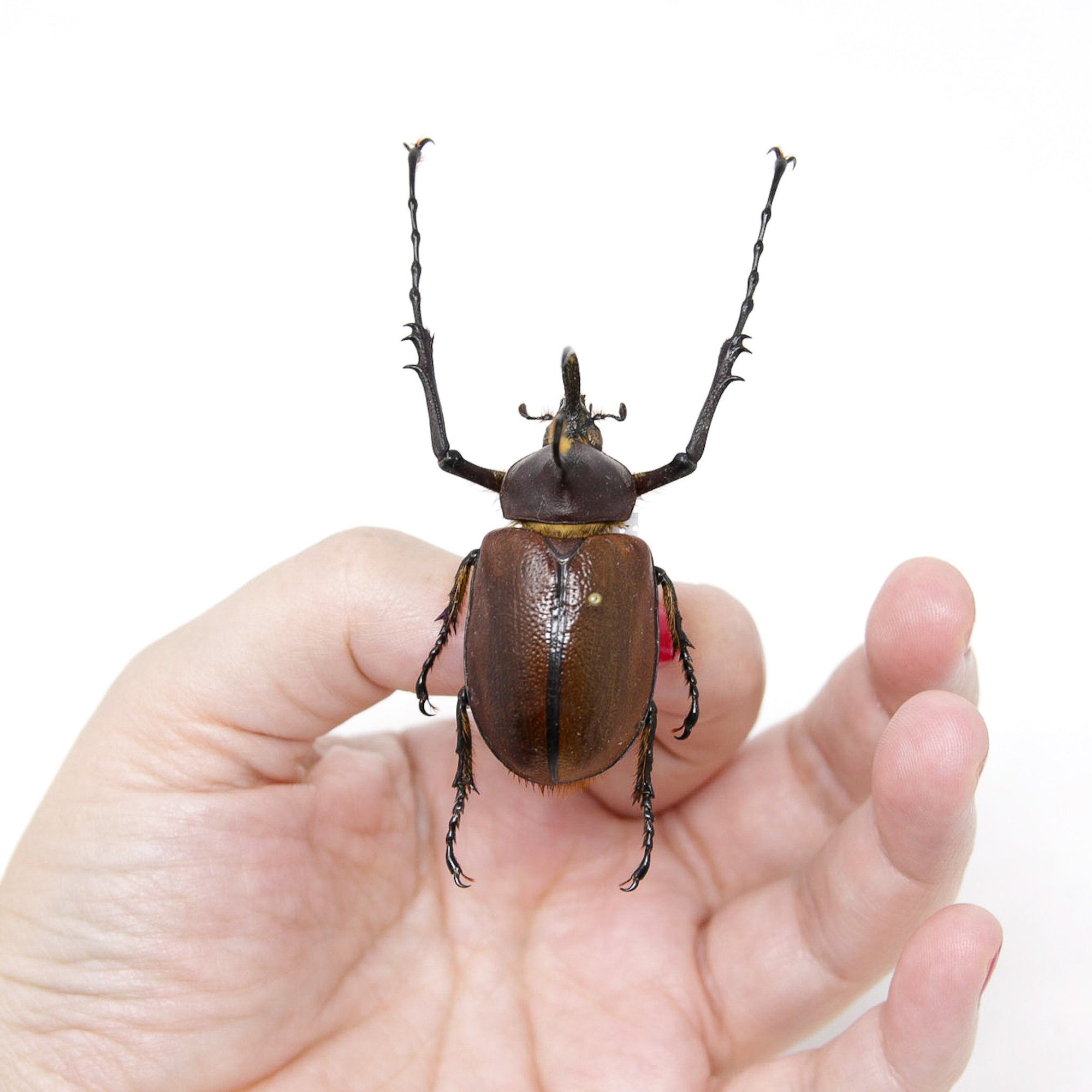 Golofa eacus 48.3mm, A1 Real Beetle Specimen, Entomology Taxidermy #OC07