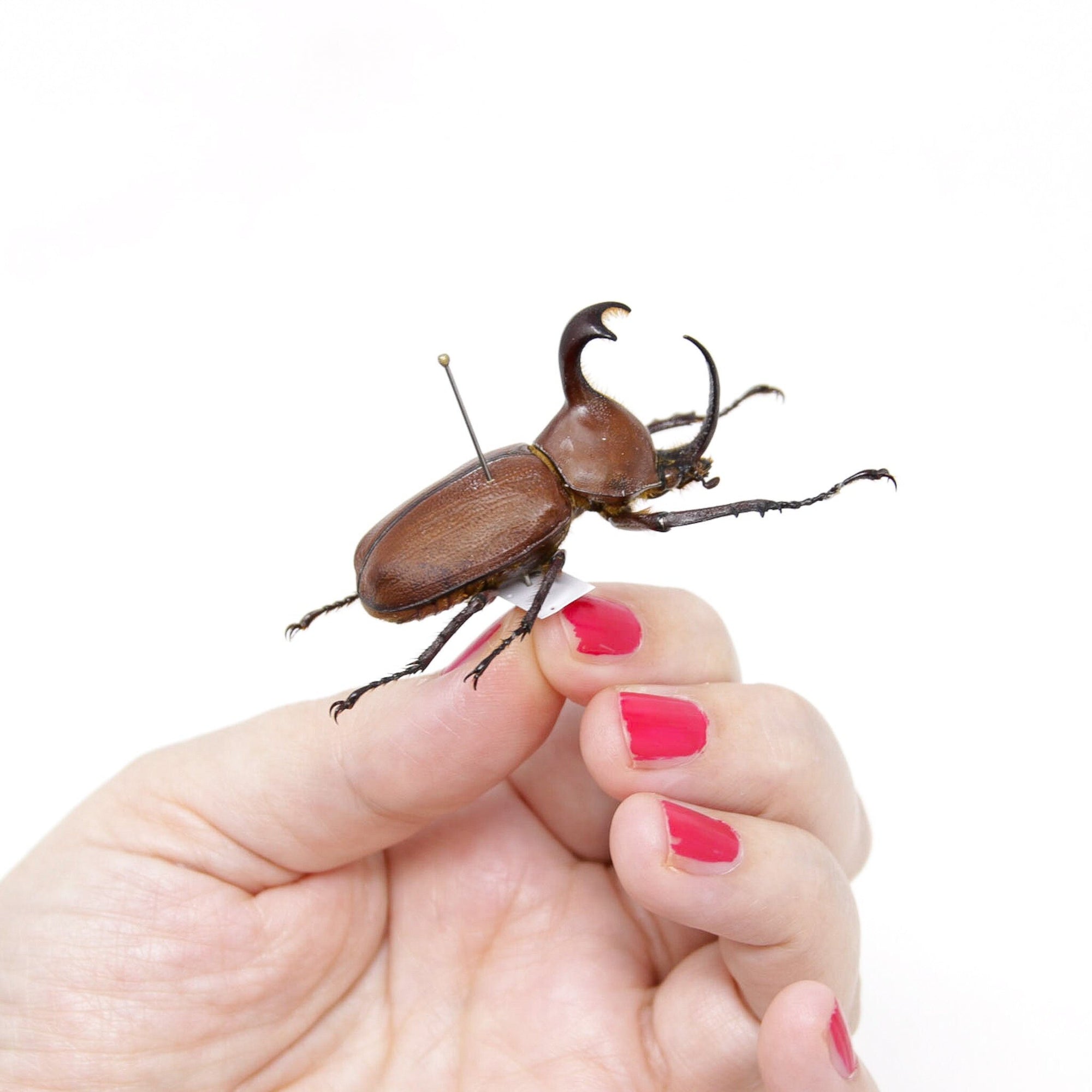 Golofa pizarro 49.2mm, A1 Real Beetle Specimen, Entomology Taxidermy #OC08