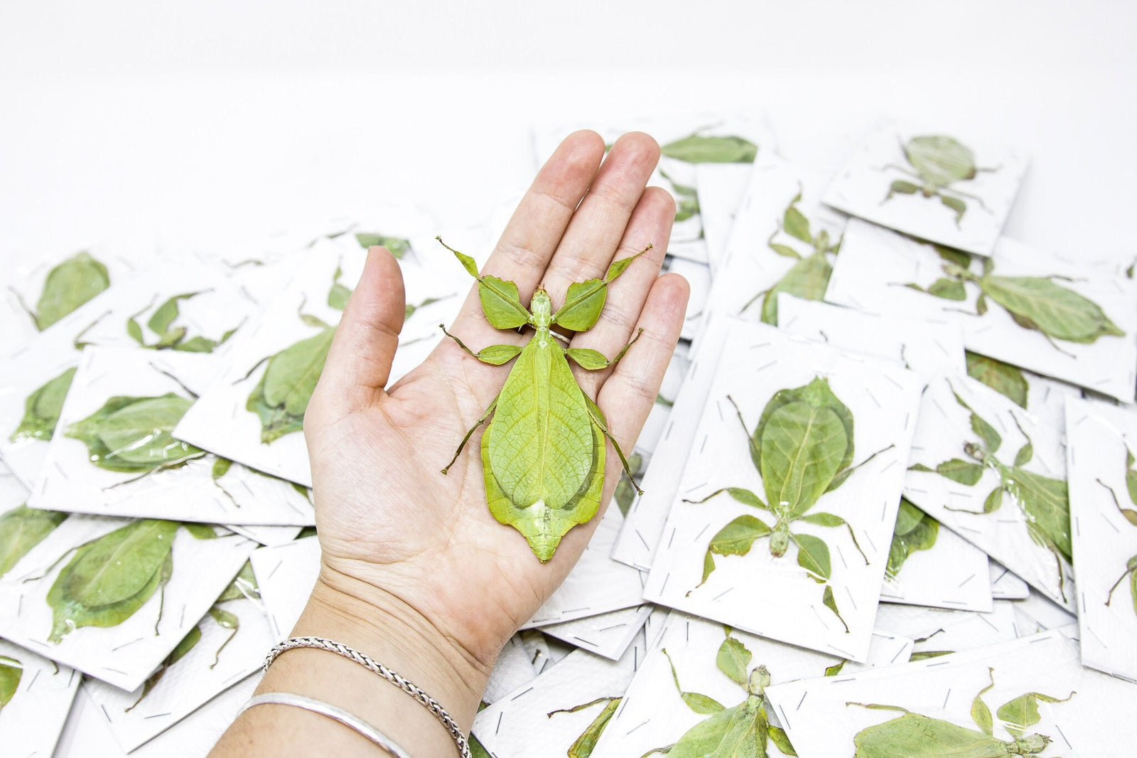 WHOLESALE 20 Giant Leaf Insects A1, Phyllium celebicum, Spread Insect Specimens for Collecting, Art, Entomology