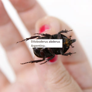 Diloboderus abderus 27.6mm, A1 Real Beetle Specimen, Entomology Taxidermy #OC10