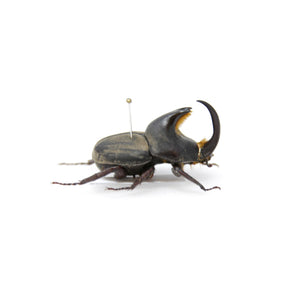 Diloboderus abderus 27.6mm, A1 Real Beetle Specimen, Entomology Taxidermy #OC10